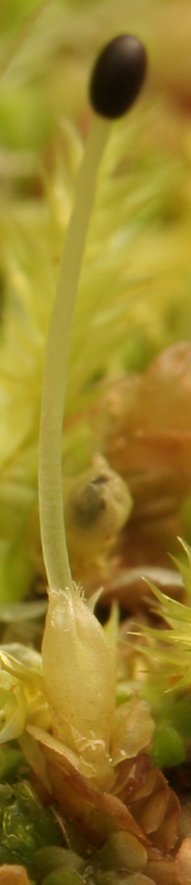 Syzygiella autumnalis